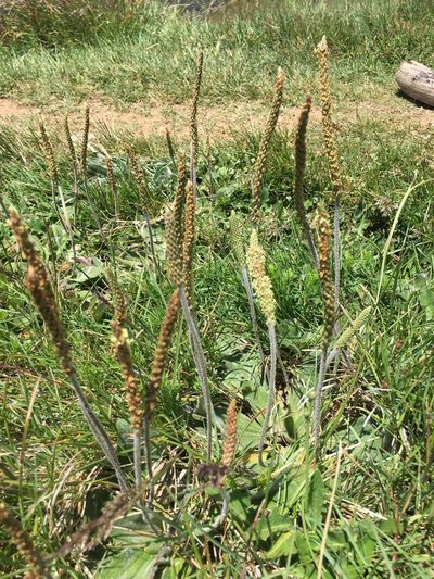 Plantago euryphylla, photographed by yatesy