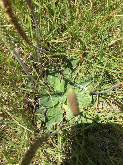 Plantago euryphylla, photographed by yatesy