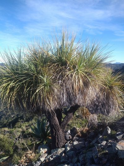 Nolina beldingii, photographed by Abraham Sánchez Romero
