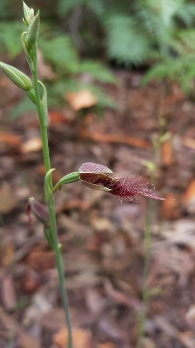 Calochilus gracillimus, photographed by Sofia Zvolanek