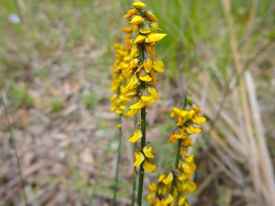 Sphaerolobium minus, photographed by Kiri Bee