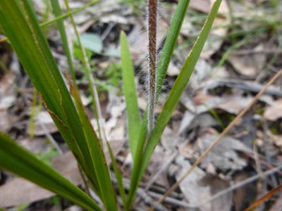Caladenia venusta, photographed by Kiri Bee