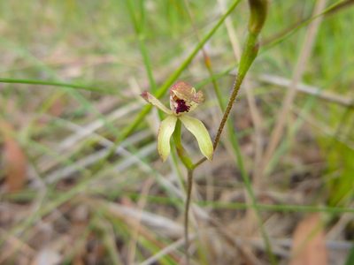 Caladenia transitoria, photographed by Kiri Bee