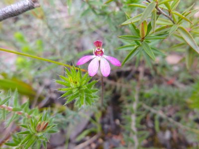 Caladenia pusilla, photographed by Kiri Bee