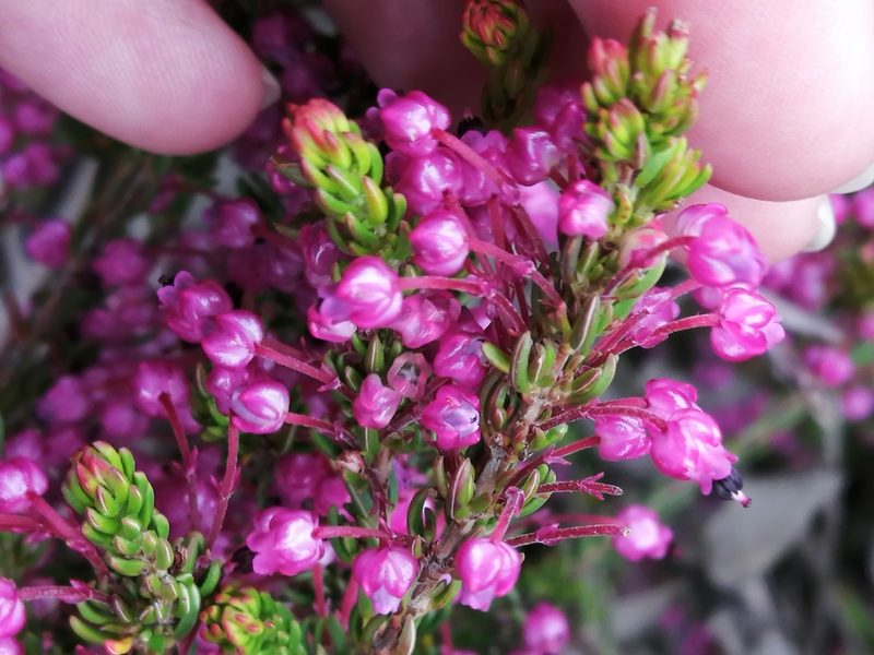 Erica gracilipes, photographed by sharndreheuvel