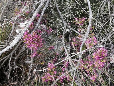 Erica gracilipes, photographed by sharndreheuvel