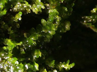 Lejeunea cavifolia, photographed by Carminda Santos