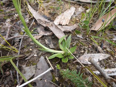 Pterostylis plumosa, photographed by Kiri Bee