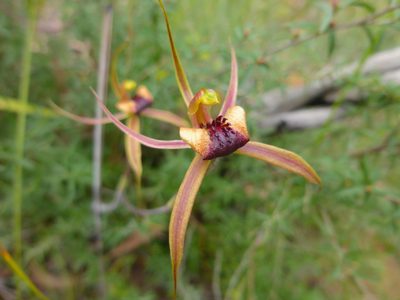 Caladenia clavigera, photographed by Kiri Bee