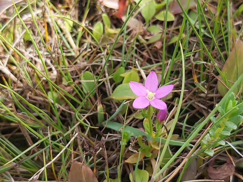 Centaurium littorale, photographed by Tomas Pocius