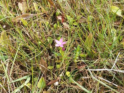 Centaurium littorale, photographed by Tomas Pocius