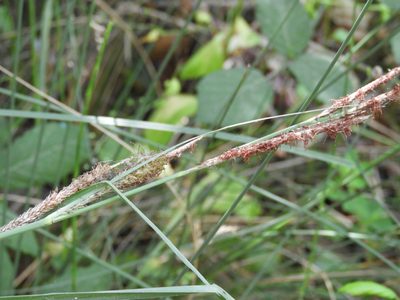 Carex hispida, photographed by Santiago Martín-Bravo