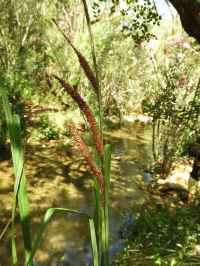 Carex hispida, photographed by Santiago Martín-Bravo