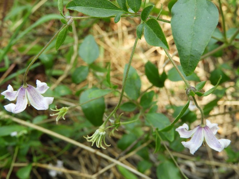 Clematis campaniflora, photographed by Santiago Martín-Bravo