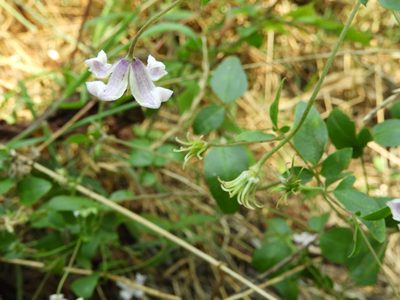Clematis campaniflora, photographed by Santiago Martín-Bravo