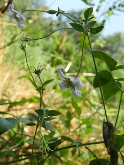 Clematis campaniflora, photographed by Santiago Martín-Bravo