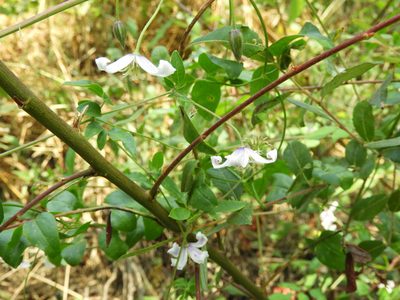 Clematis campaniflora, photographed by Santiago Martín-Bravo