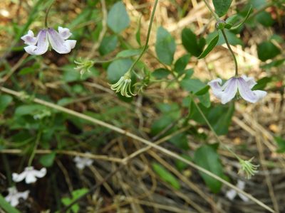 Clematis campaniflora, photographed by Santiago Martín-Bravo