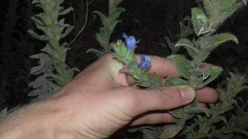 Lobostemon argenteus, photographed by Jeremy Gilmore