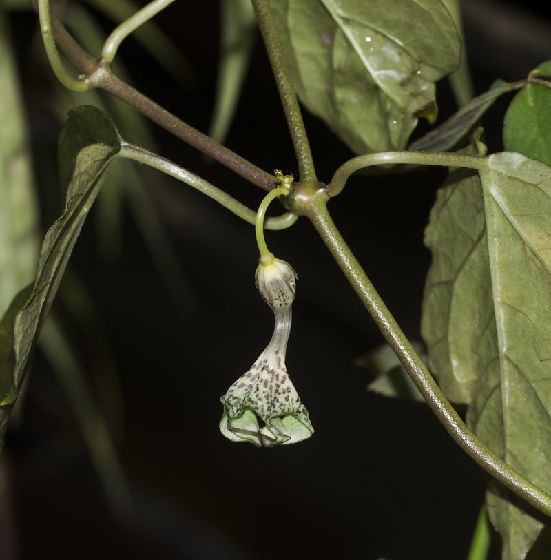 Ceropegia elegans, photographed by S.MORE