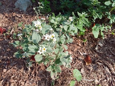 Heliotropium hirsutissimum, photographed by Eleftherios Katsillis