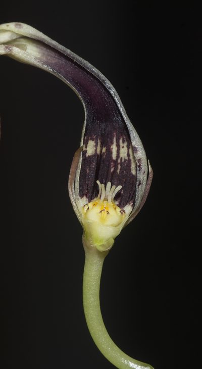 Ceropegia elegans, photographed by S.MORE