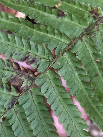 Dryopteris borreri, photographed by Thomas Ebner