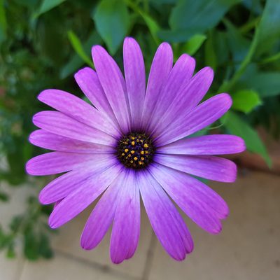 Dimorphotheca spectabilis, photographed by Zachary Rayne