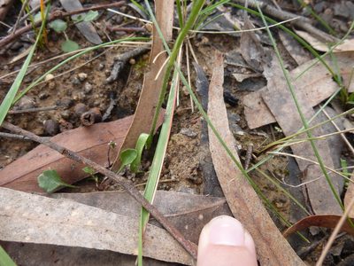 Caladenia catenata, photographed by Kiri Bee