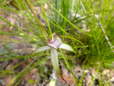 Caladenia venusta, photographed by Kiri Bee