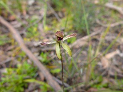 Caladenia transitoria, photographed by Kiri Bee