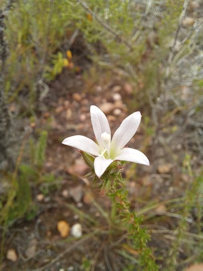 Roella spicata, photographed by kevin koen
