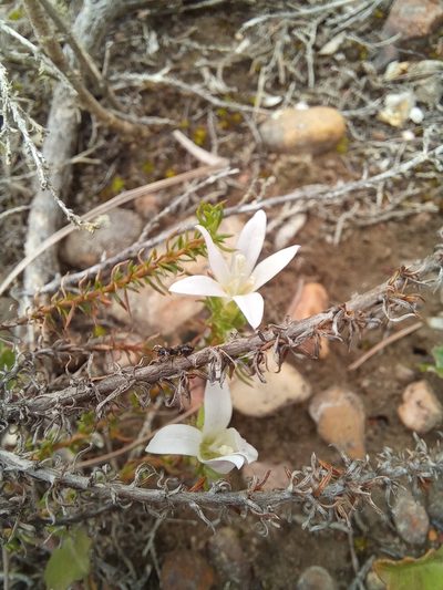 Roella spicata, photographed by kevin koen