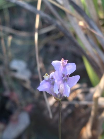 Burmannia biflora, photographed by Scott Ward