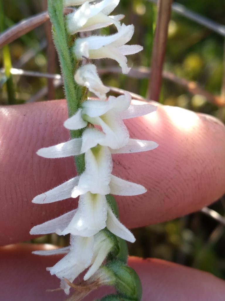 Spiranthes longilabris, photographed by Scott Ward