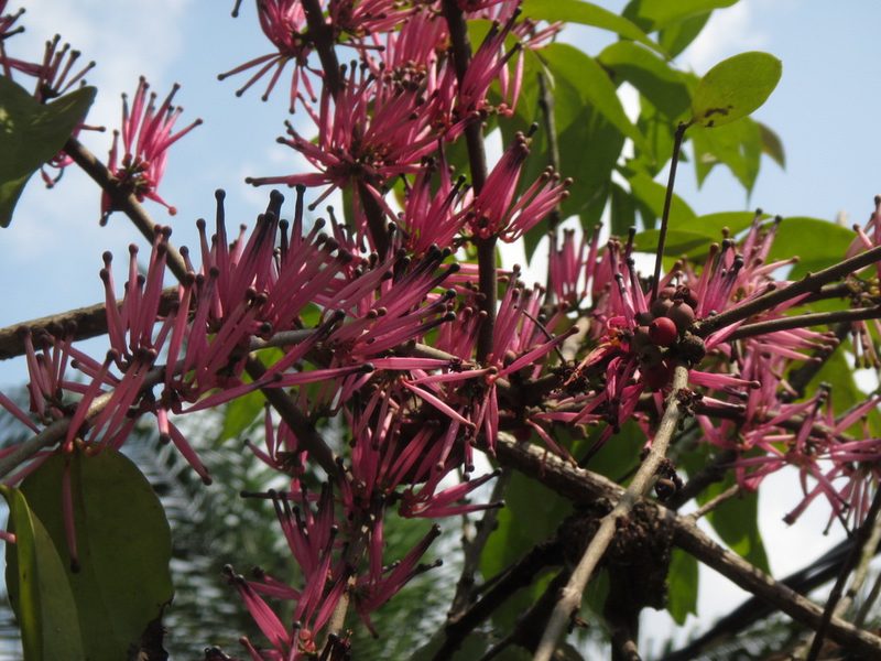 Tapinanthus bangwensis, photographed by Lucy Keith-Diagne