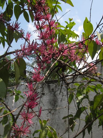 Tapinanthus bangwensis, photographed by Lucy Keith-Diagne