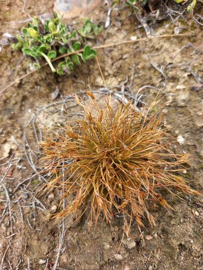 Bulbostylis humilis, photographed by kevin koen