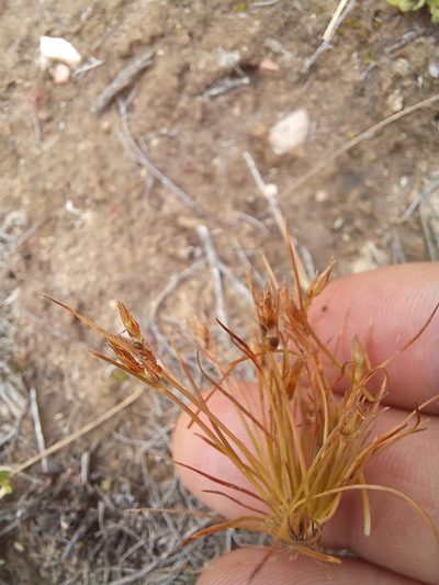 Bulbostylis humilis, photographed by kevin koen