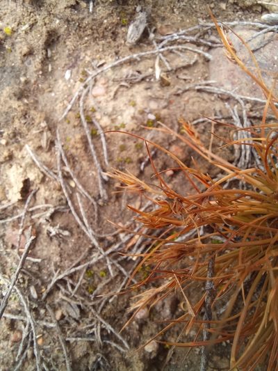Bulbostylis humilis, photographed by kevin koen
