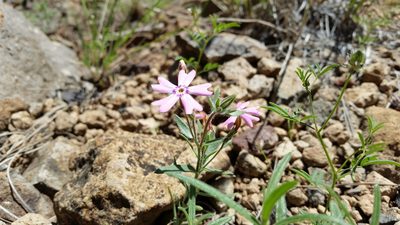 Phlox amabilis, photographed by Elizabeth LaGro