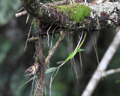 Epidendrum laucheanum, photographed by Grete Pasch