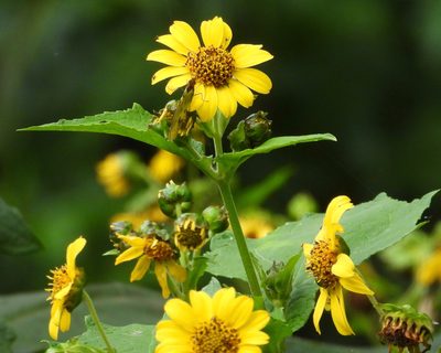 Smallanthus maculatus, photographed by Grete Pasch