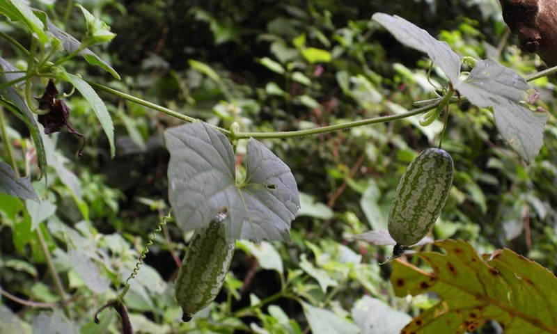 Melothria scabra, photographed by Grete Pasch