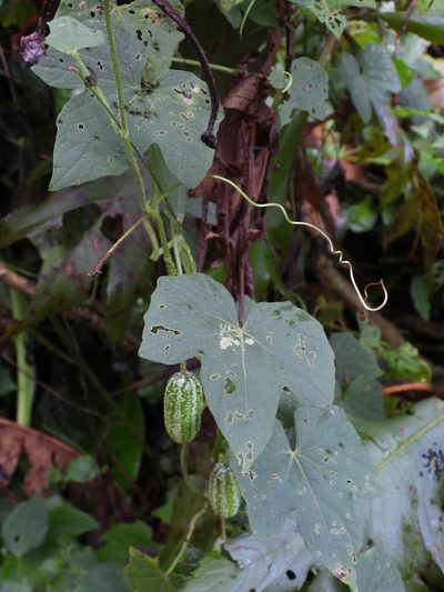 Melothria scabra, photographed by Grete Pasch