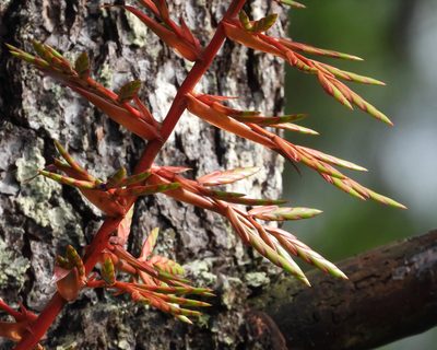 Tillandsia guatemalensis, photographed by Grete Pasch