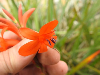 Watsonia pillansii, photographed by Matthew Fainman