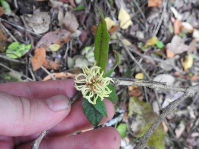Trichocladus crinitus, photographed by Matthew Fainman