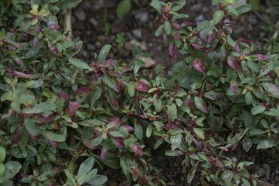Amaranthus blitoides, photographed by Eleftherios Katsillis
