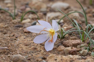 Crocus tournefortii, photographed by Eleftherios Katsillis